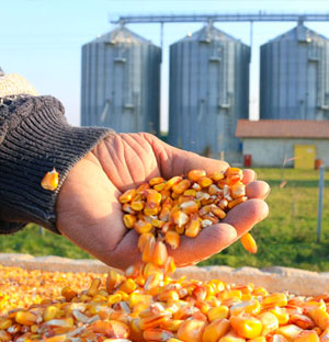 Corn Justice